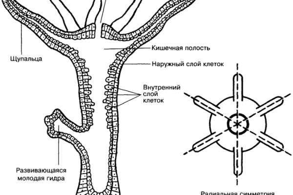 Кракен новый сайт